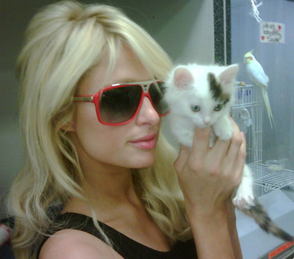 Wie Paris Hilton twittert, hat sie dieses kleine Kätzchen adoptiert.