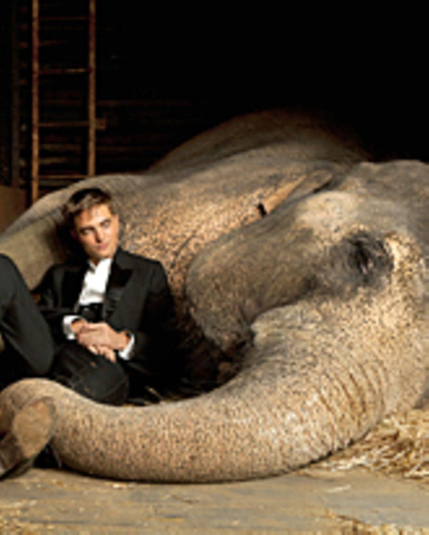 Elefantendame Tai, Robert Pattinson