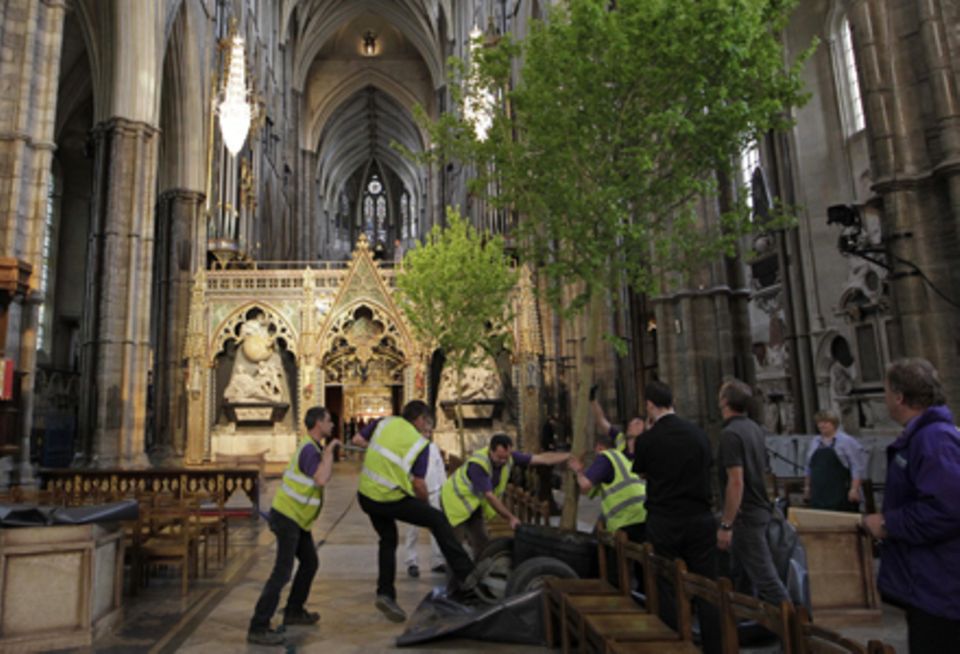 Voller Einsatz: Die Arbeiter stellen in der Westminster Abbey die Ahornbäume für die Hochzeit auf.