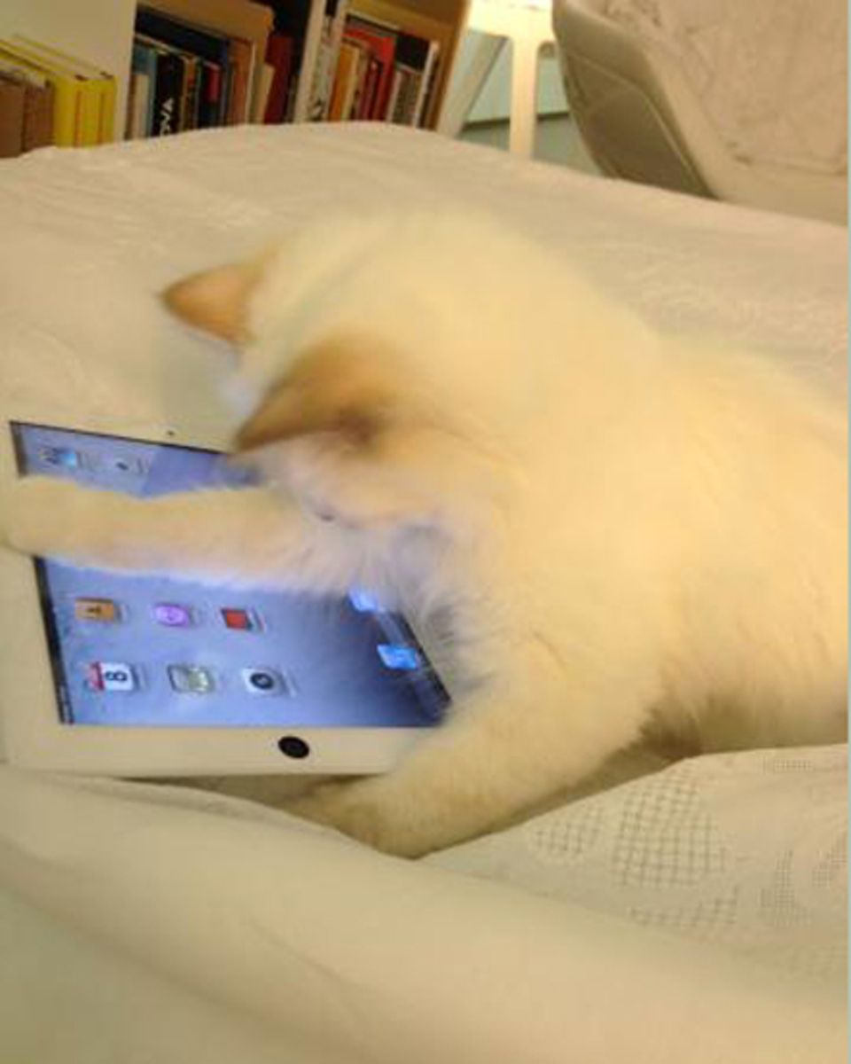 Choupette spielt mit ihrem iPad. Choupette spielt mit ihrem iPad.