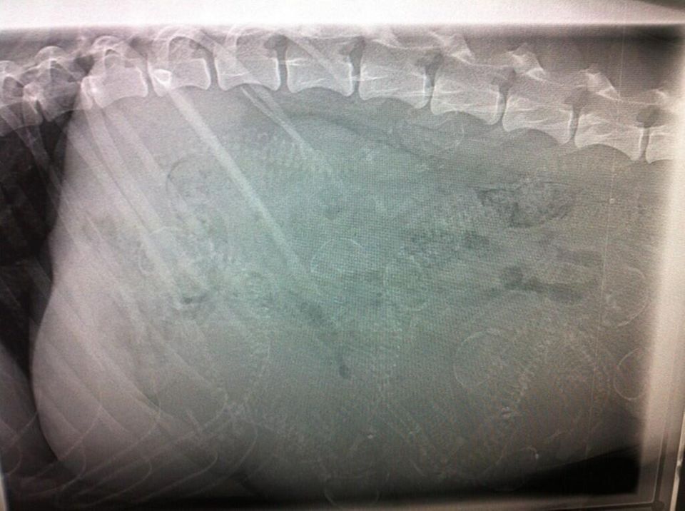 Huh, ungewohnter Anblick: Am Dienstag (11. Juni) twitterte Prinzessin Mette-Marit dann noch ein Röntgenbild, auf dem man einige Knochenstrukturen der Welpen, die Familienhund "Milly Kakao" noch im Bauch trägt, erkennen kann.