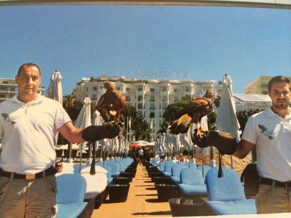 Das Glamouröse Cannes-Tagebuch: Die zwei Falken gehören zum festen Croisette-Ensemble des Hotel Martínez Die zwei Falken gehören zum festen Croisette-Ensemble des Hotel Martínez