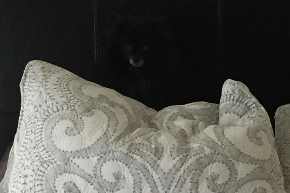 Suchbild: Wer findet das versteckte Tier? Suchbild: Wer findet das versteckte Tier?