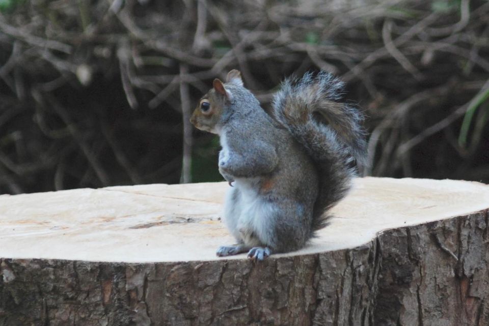 Eichhörnchen ohne Zuhause: Der traurigste Moment ever