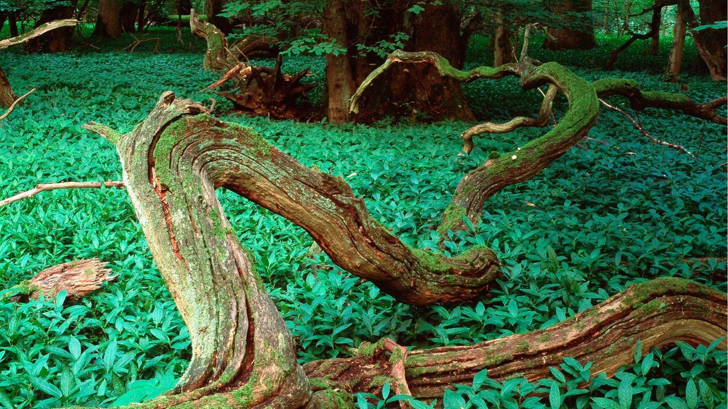 Prinz Oscar Sein ungewöhnliches Taufgeschenk GALA.de