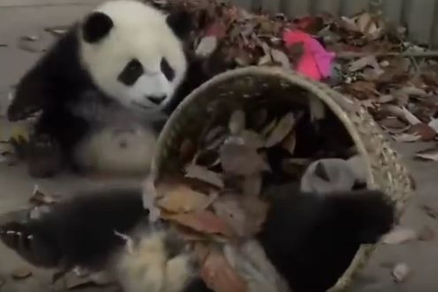 Suss Pandas Verhindern Das Aufraumen Gala De