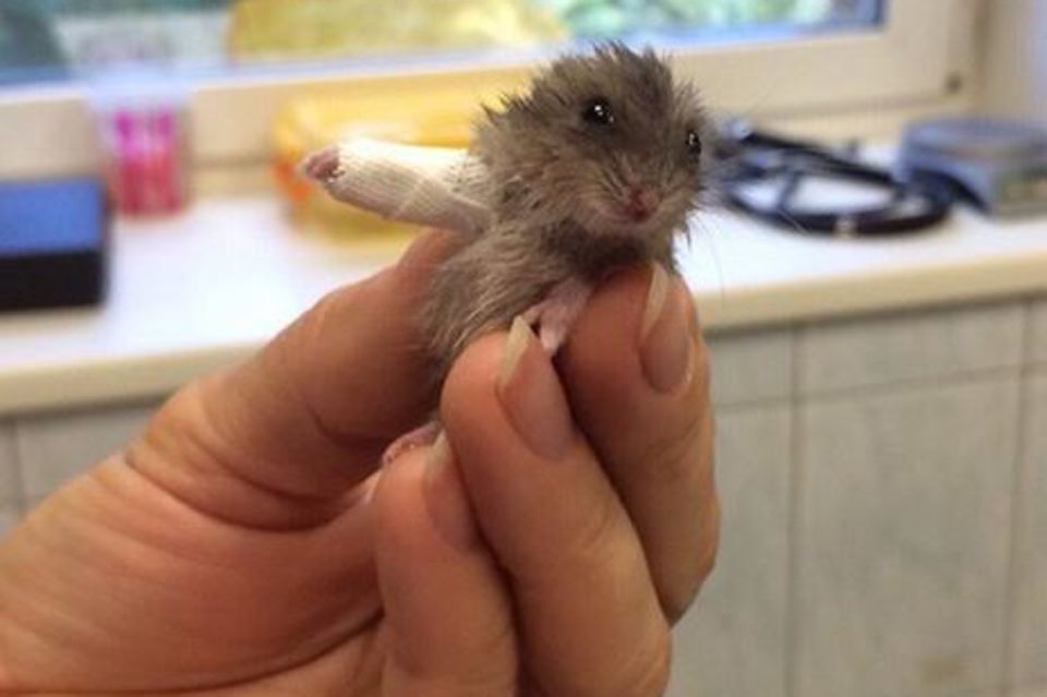 Winziger Hamster mit Mini-Gips: Heute schon das Herz gebrochen?
