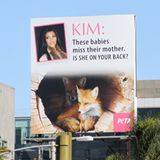 4. Januar 2012: Die Tierschutzorganisation "Peta" stellt Kim Kardashian auf einer Leinwand in Hollywood öffentlich an den Prange