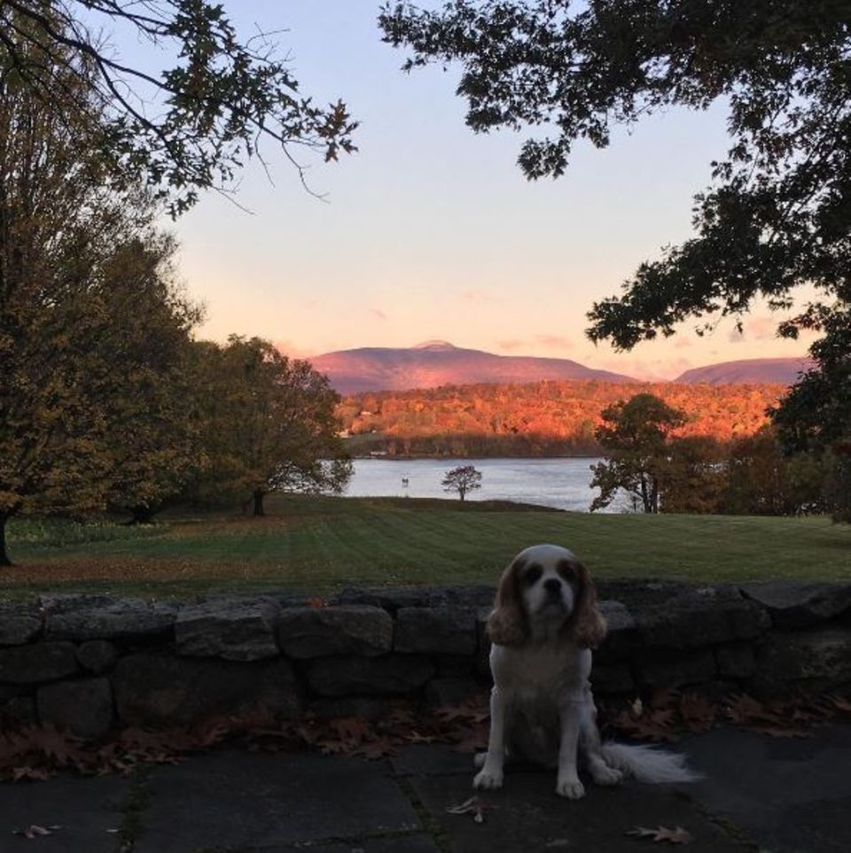 Liv Tyler erfreut uns mit einem schönen Foto der herbstlichen Landschaft um New York und ihres Hündchens. Liv Tyler erfreut uns mit einem schönen Foto der herbstlichen Landschaft um New York und ihres Hündchens.