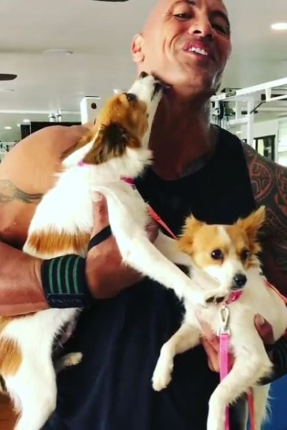 Muskelpaket Dwayne Johnson stellt uns JLo und Beyonce vor: Die beiden Hündinnen sind gerettete Straßenhunde, für die der Schauspieler ein neues Zuhause sucht. Muskelpaket Dwayne Johnson stellt uns JLo und Beyonce vor: Die beiden Hündinnen sind gerettete Straßenhunde, für die der Schauspieler ein neues Zuhause sucht.
