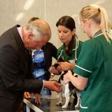 Jack Russel Jasper ist im "North Highland College" und wird Prinz Charles vorgestellt. Unter der Aufsicht einer Veterinär-Krankenschwester zückt er das Stethoskop und hört den vierbeinigen Patienten ab.