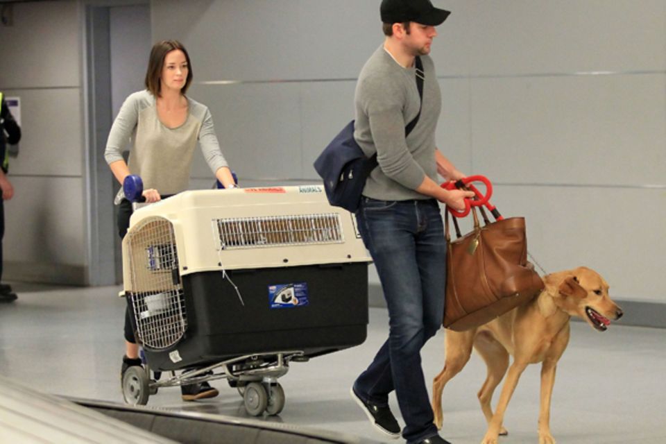 Der Hund von Emily Blunt und John Krasinski soll es beim Fliegen so angenehm wie möglich haben. Der Hund von Emily Blunt und John Krasinski soll es beim Fliegen so angenehm wie möglich haben.