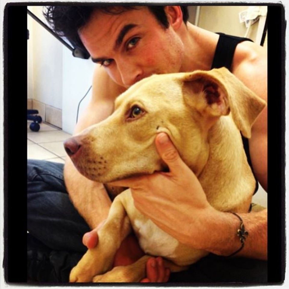 Ian Somerhalder zeigt auf Twitter sein "neues Mädchen". Sie heißt Nietzsche und er hat sie vor dem Straßenverkehr in Los Angeles gerettet. Ian Somerhalder zeigt auf Twitter sein "neues Mädchen". Sie heißt Nietzsche und er hat sie vor dem Straßenverkehr in Los Angeles gerettet.