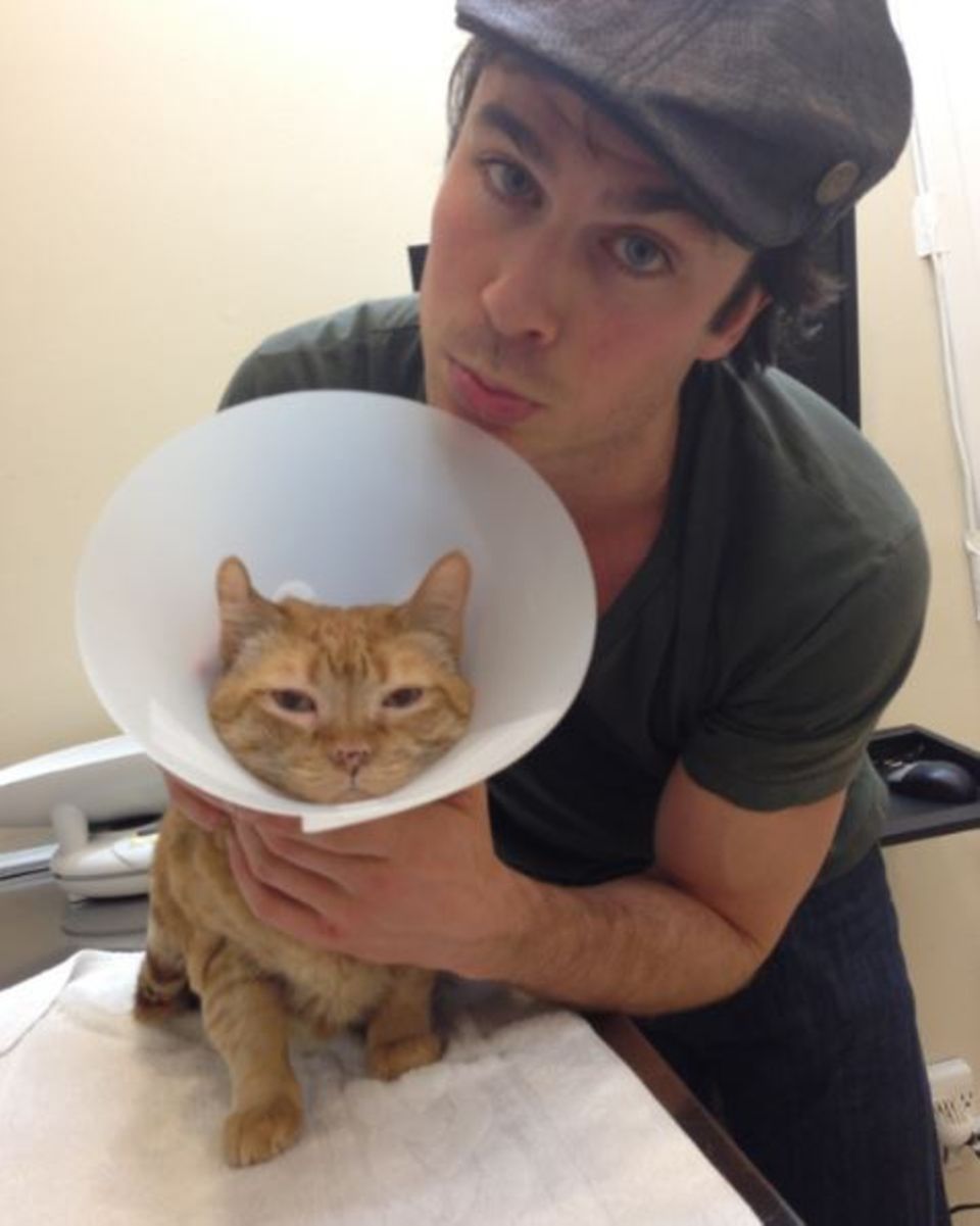 Katzenmama Nina Dobrev postet ein Bild ihres Freundes Ian Somerhalder, der sich um das Tier in der Notaufnahme kümmert. Katzenmama Nina Dobrev postet ein Bild ihres Freundes Ian Somerhalder, der sich um das Tier in der Notaufnahme kümmert.