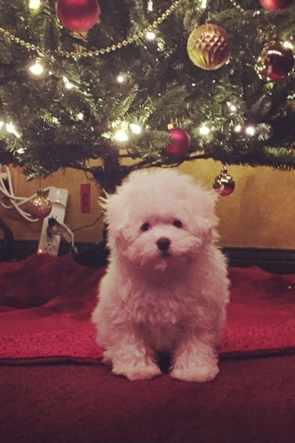 Demi Lovato präsentiert ihr frühzeitiges Weihnachtsgeschenk. Ein kleiner süßer Hund.