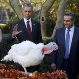 Große Geste für einen Truthahn: Rechtzeitig vor Thanksgiving gibt es für einen Vogel ein präsidiales Pardon, was so viel bedeutet wie "Du darfst leben!".