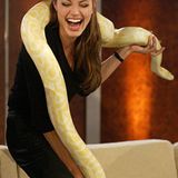 13. November 2004: U.S.actress Angelina Jolie laughs holding a snake on her shoulders during German television show in Leipzig.