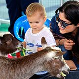 9. Dezember 2012: Klein-Arthur hat Spaß mit Mama Selma Blair im Streichelzoo in Los Angeles.
