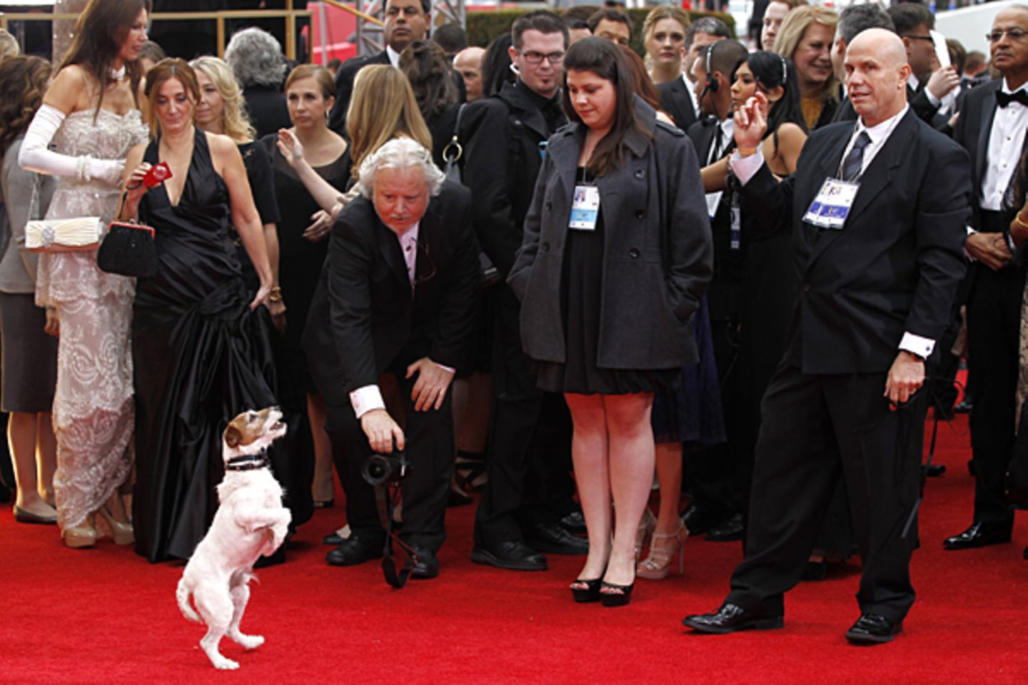 Jack-Russell-Terrier Uggie zeigt auf dem roten Teppich, was er kann. Als tierischer Darsteller in "The Artist" hatte er schon be