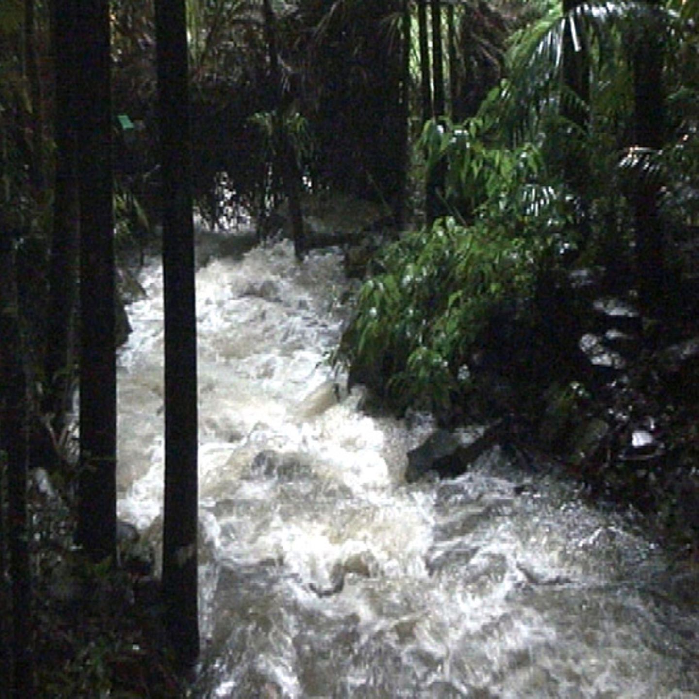Wassermassen suchen ihren Weg durch den Urwald. Seit ein paar Tagen haben Regen und Überschwemmungen den australischen Dschungel