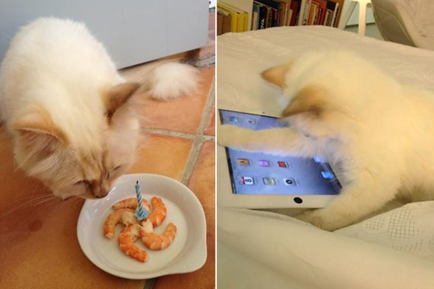 Choupette, die Katze von Karl Lagerfeld hat nicht nur ihren eigenen Twitter-Account (twitter.com/ChoupettesDiary), sondern acuh