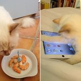 Choupette, die Katze von Karl Lagerfeld hat nicht nur ihren eigenen Twitter-Account (twitter.com/ChoupettesDiary), sondern acuh