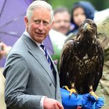 31. Juli 2013: Beim Besuch der "Sandringham Flower Show" macht Prinz Charles Bekanntschaft mit dem Adler Zephyr, dem Maskottchen dess 677. Squadron Army Air Corps.