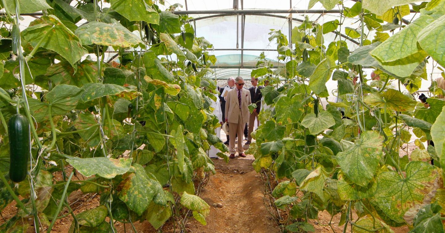 Auf der Al Safwa Farm in Katar begutachtet Prinz Charles die Weinreben.