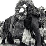 Die Banthas, Reittiere vom Planeten Tatooine, wurden von Elefanten dargestellt. Mit riesigen Hörnern und zotteligem Fell wurden sie zu furcheinflößenden Kreaturen.