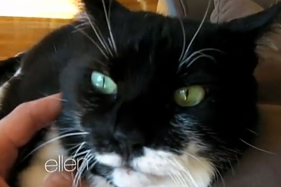 Kater Morrissey ist laut seinem Herrchen Russell Brand ein "Gangster": "Ihn interessiert eigentlich gar nichts - außer das Töten von Maulwürfen, Vögeln, Echsen, Ratten und Mäusen." Kater Morrissey ist laut seinem Herrchen Russell Brand ein "Gangster": "Ihn interessiert eigentlich gar nichts - außer das Töten von Maulwürfen, Vögeln, Echsen, Ratten und Mäusen."