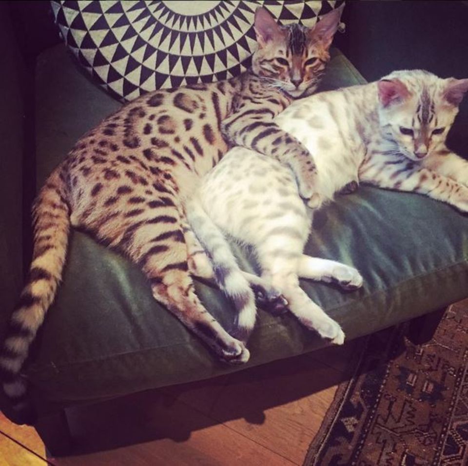 Ellie Gouldings getigerte Katzen lieben die Löffelchen-Stellung. "Man könnte meinen sie wären ein Paar", schreibt Ellie dazu. Ellie Gouldings getigerte Katzen lieben die Löffelchen-Stellung. "Man könnte meinen sie wären ein Paar", schreibt Ellie dazu.