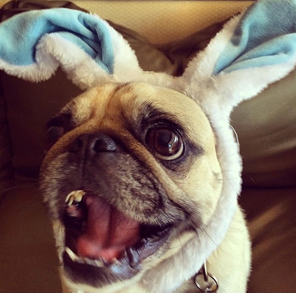 "Frohe Ostern vom Oster-Mops!" Leonard ist eine wichtige Stütze für Robin Williams im Kampf gegen die Depression. Er lässt offenbar alles mit sich machen. "Frohe Ostern vom Oster-Mops!" Leonard ist eine wichtige Stütze für Robin Williams im Kampf gegen die Depression. Er lässt offenbar alles mit sich machen.