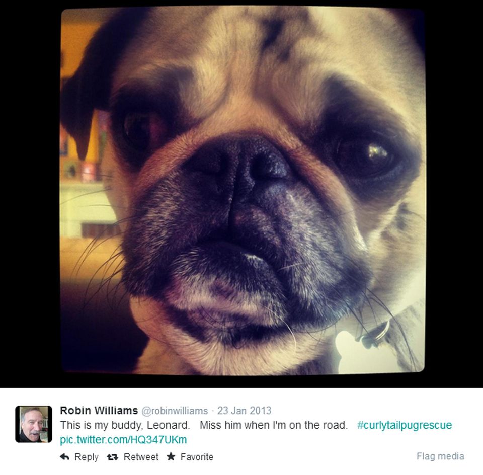So liebevoll stellt Robin Williams sein Hündchen den Twitterfans vor: "Das ist mein Kumpel Leonard. Ich vermisse ihn, wenn ich unterwegs bin." So liebevoll stellt Robin Williams sein Hündchen den Twitterfans vor: "Das ist mein Kumpel Leonard. Ich vermisse ihn, wenn ich unterwegs bin."