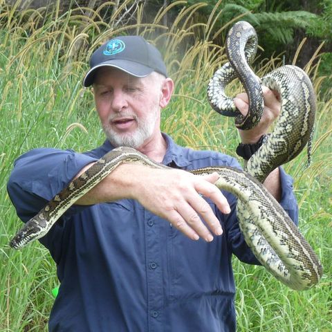 Staffel 7  Schlangenbeschwörer Dr. Bob! Diesen Teppichpython hat Dr. Bob in der Nähe der Hängebrücke eingefangen. Eine Schlange weniger im Camp.