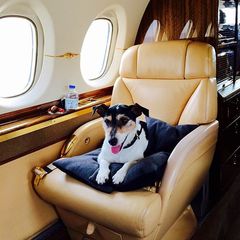 Ganz schön verwöhnt, die kleine Audrey. Der Jack-Russell-Terrier macht es sich auf einem Sitz im luxuriösen Privatjet bequem.