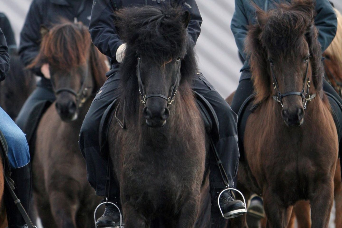 Was ein echter royaler Reiter ist, der nutzt jedes Angebot für einen kleinen Ausritt. Beim offiziellen Besuch auf Island 2008 reitet Kronprinz Frederik gemeinsam mit Ehefrau Mary (nicht im Bild) eine Runde auf einem waschechten Islandpferd.
