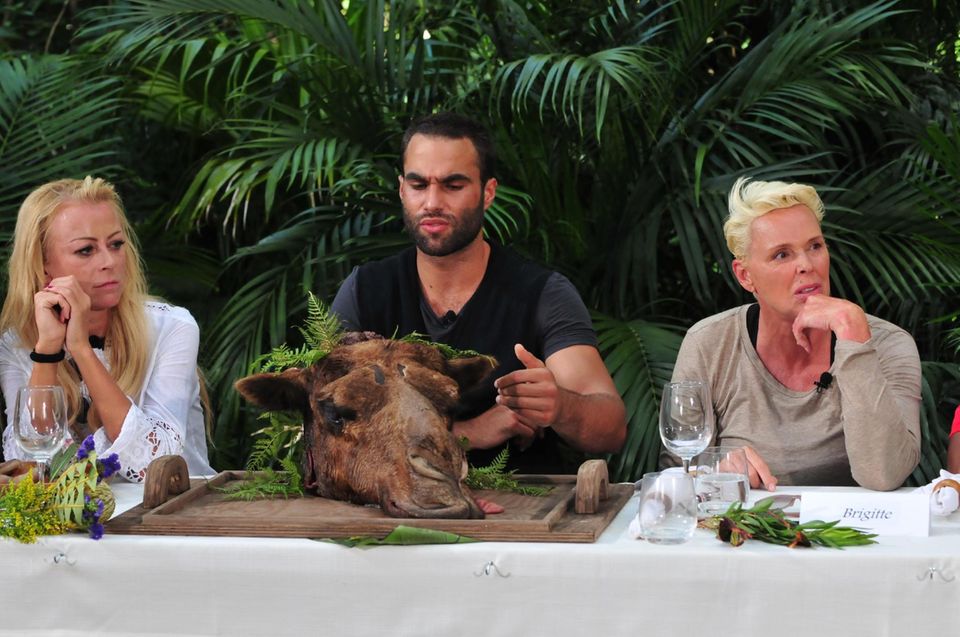 Tag 1 Kamelhirn ist nicht gerade die Lieblingsspeise von David Ortega, der zwischen Jenny Elvers und Brigitte Nielsen sitzt. Tag 1 Kamelhirn ist nicht gerade die Lieblingsspeise von David Ortega, der zwischen Jenny Elvers und Brigitte Nielsen sitzt.