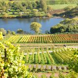 weinbau, mosel
