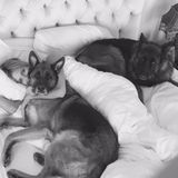Wer ist hier der Boss? Zwischen ihren Schäferhunden Max und Freddy hat Heidi Klum kaum Platz im Bett.
