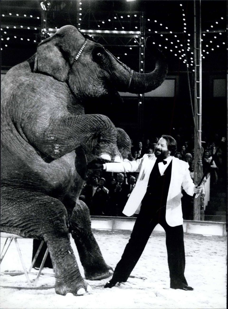 November 1978 Bei "Stars in der Manege" in München zähmt Bud Spencer einen Elefanten. November 1978 Bei "Stars in der Manege" in München zähmt Bud Spencer einen Elefanten.