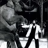 November 1978  Bei "Stars in der Manege" in München zähmt Bud Spencer einen Elefanten.