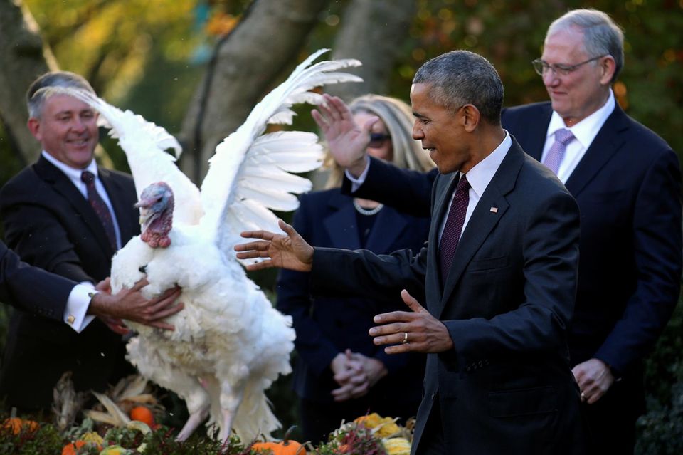 Traditionell begnadigt der US-Präsident an Thanksgiving stellvertretend für viele Artgenossen einen Truthahn. Keine Frage, dass Barack Obama dieser Aufgabe nur zu gerne ein letztes Mal nachkam. Traditionell begnadigt der US-Präsident an Thanksgiving stellvertretend für viele Artgenossen einen Truthahn. Keine Frage, dass Barack Obama dieser Aufgabe nur zu gerne ein letztes Mal nachkam.