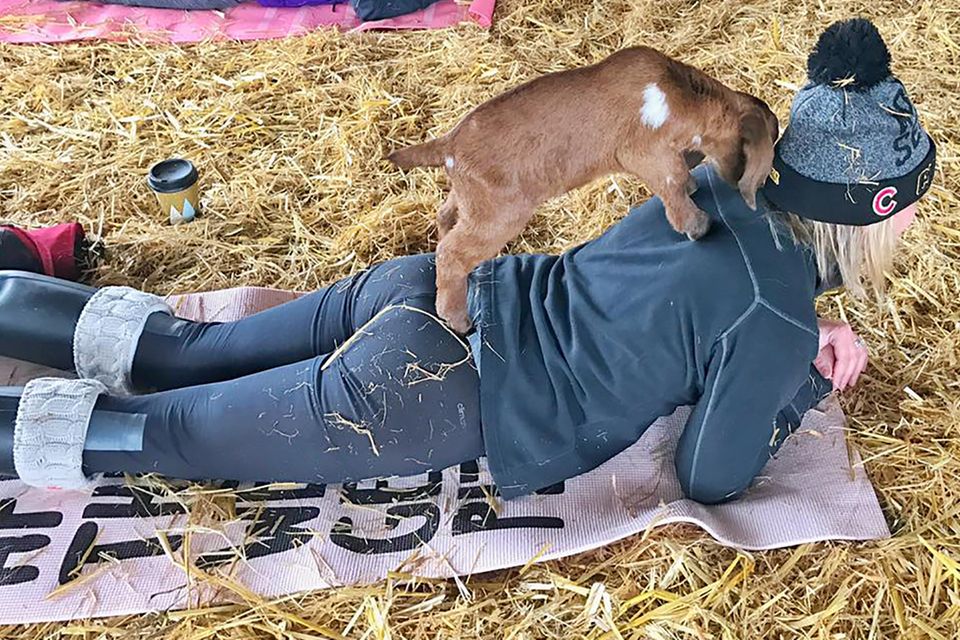 Yoga- Trend: Beim Goat-Yoga darf man keine Angst vor Tieren haben. Die Ziegen gehen gern auf Tuchfühlung und machen richtig mit. Goat-Yoga