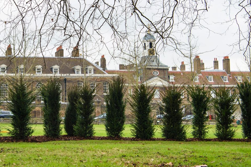 Herzogin Catherine + Prinz William: Diese Baumhecke vor dem Westflügel des Kensington Palastes soll die royale Familie vor neugierigen Blicken schützen Diese Baumhecke vor dem Westflügel des Kensington Palastes soll die royale Familie vor neugierigen Blicken schützen
