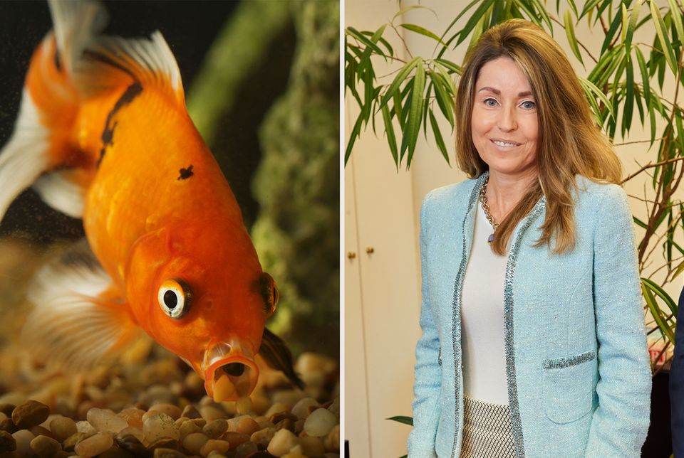 Goldfisch Ganz kurz hat es danach ausgesehen, dass Richard Lugner von seinem Ritual abweicht. Mit dem Kosenamen "Andrea vom Badesee" hat er seine jüngste Eroberung vorgestellt. Doch nun hat es Andrea S. doch erwischt: Ihr tierischer Spitzname ist "Goldfisch". Goldfisch Ganz kurz hat es danach ausgesehen, dass Richard Lugner von seinem Ritual abweicht. Mit dem Kosenamen "Andrea vom Badesee" hat er seine jüngste Eroberung vorgestellt. Doch nun hat es Andrea S. doch erwischt: Ihr tierischer Spitzname ist "Goldfisch".