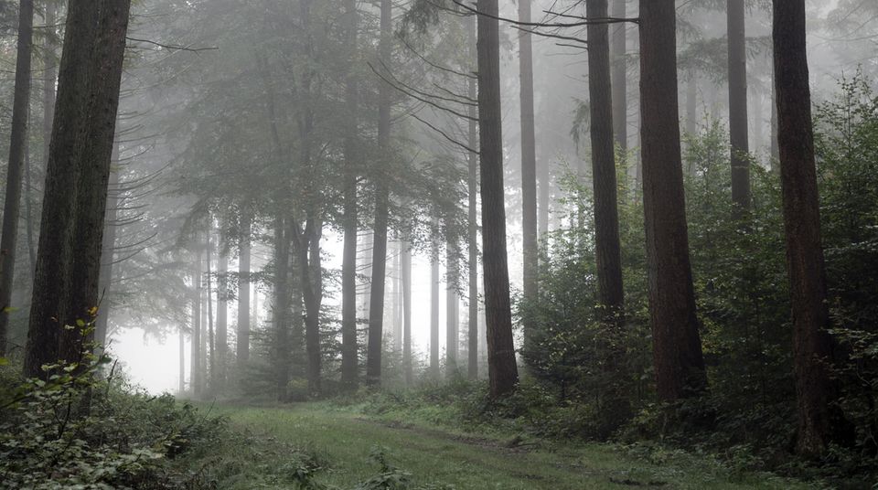 Bunker Wald Teaserbild Nebeliger Wald