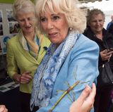 Das Foto sorgt für Gänsehaut: So ganz wohl scheint sich Camilla nicht zu fühlen, bei der riesigen Gespensterschrecke auf dem Arm. 