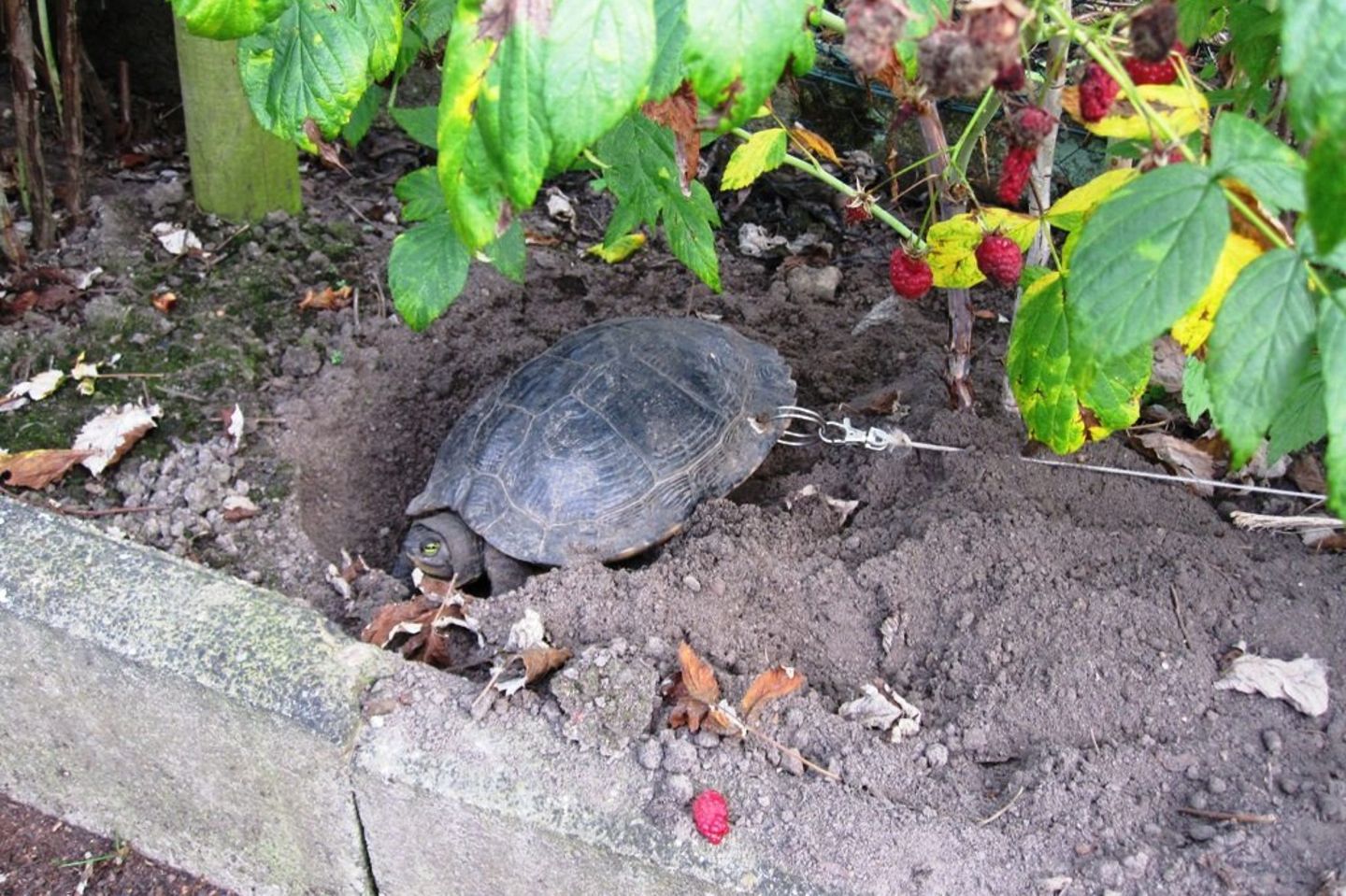 Schildkröte