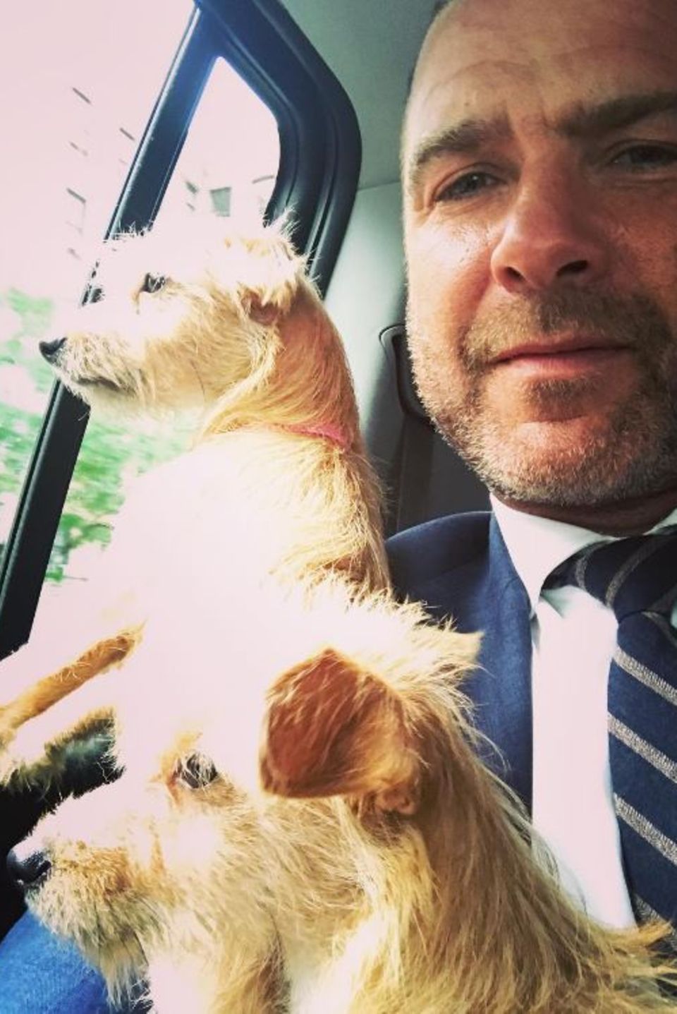 Hollywoodstar Liev Schreiber postet dieses niedliche Foto, mit den Worten: "Schaut, was ich hier habe. Ein Paar Waisen aus Houston, die sich den Big Apple zum ersten Mal ansehen." Während der Hurricane-Katastrophe in Houston haben nicht nur Menschen, sondern auch viele Tiere ihr Heim verloren. Diese beiden Hunde haben das Glück, in New York bei dem Schauspieler ein neues Zuhause gefunden zu haben. Hollywoodstar Liev Schreiber postet dieses niedliche Foto, mit den Worten: "Schaut, was ich hier habe. Ein Paar Waisen aus Houston, die sich den Big Apple zum ersten Mal ansehen." Während der Hurricane-Katastrophe in Houston haben nicht nur Menschen, sondern auch viele Tiere ihr Heim verloren. Diese beiden Hunde haben das Glück, in New York bei dem Schauspieler ein neues Zuhause gefunden zu haben.