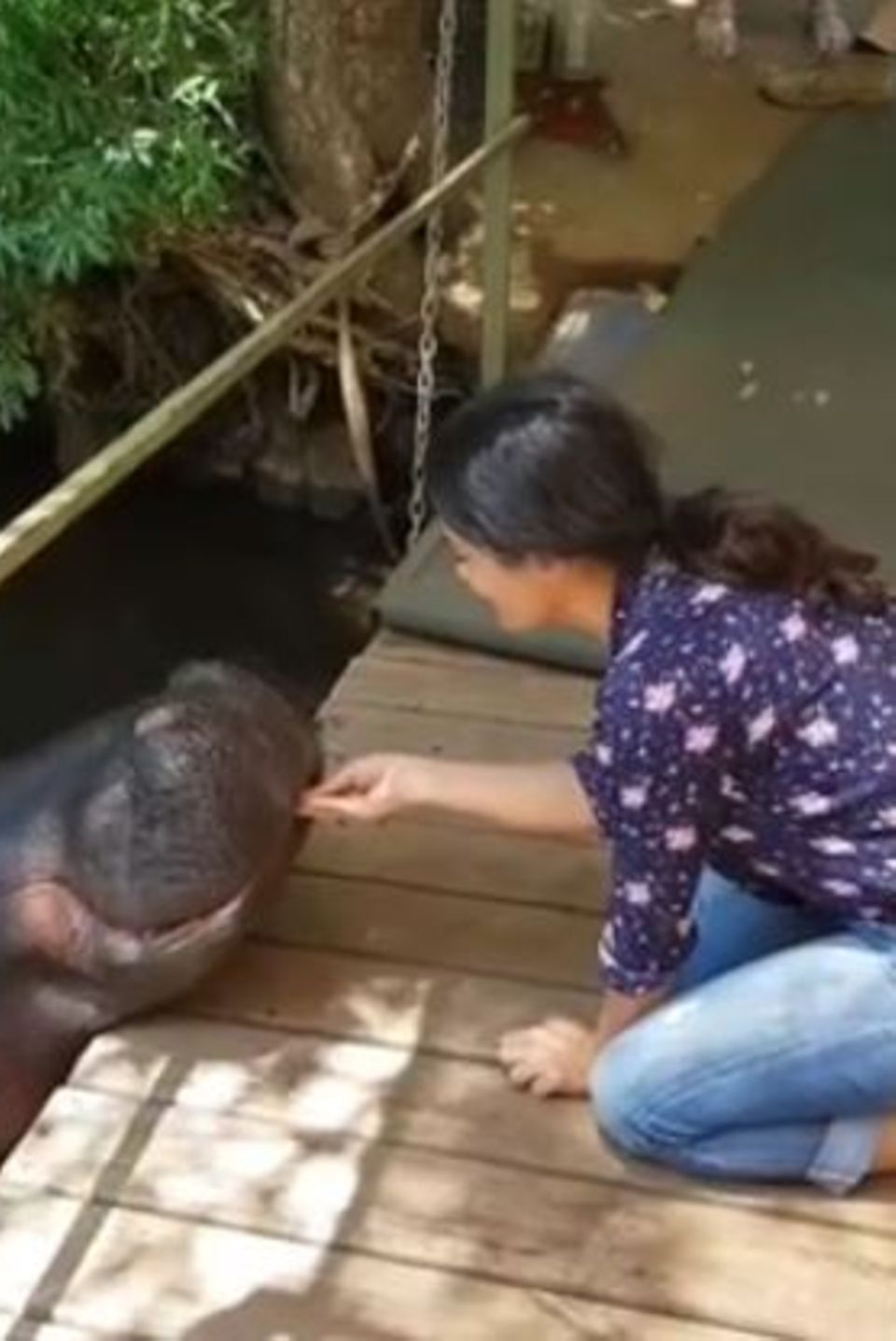"Nilpferde sind die Tiere, die für die meisten Menschenopfer in Afrika verantwortlich sind, aber Jessica ist ganz lieb", postet Salma Hayek. Die Schauspielerin hat ein Video gepostet, auf dem sie das große und zum Glück sanfte Wesen füttert. "Nilpferde sind die Tiere, die für die meisten Menschenopfer in Afrika verantwortlich sind, aber Jessica ist ganz lieb", postet Salma Hayek. Die Schauspielerin hat ein Video gepostet, auf dem sie das große und zum Glück sanfte Wesen füttert.